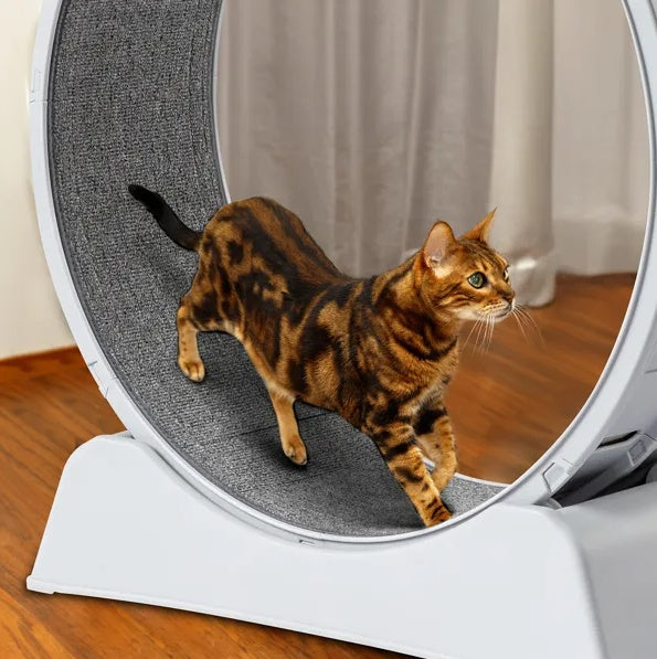 Cat Exercise Wheel