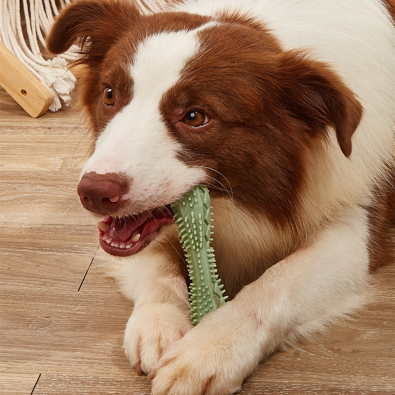 Dog Chew Toy for Teeth Cleaning & Anxiety Relief