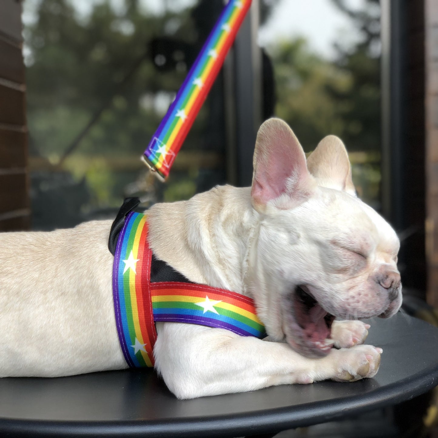 Rainbow Cool Dog Chain & Leash Set
