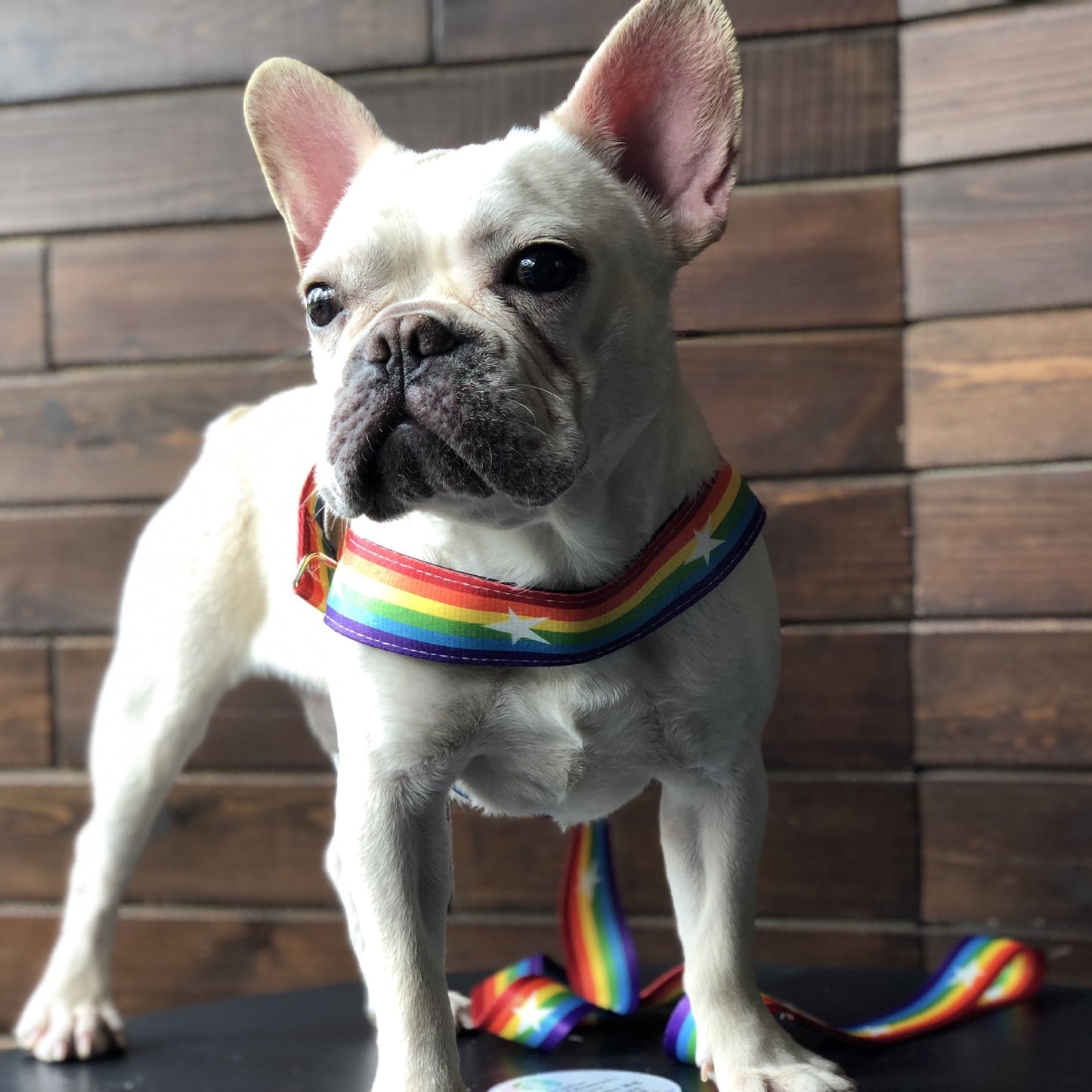 Rainbow Cool Dog Chain & Leash Set