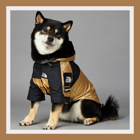 Gold Waterproof Raincoat Jacket