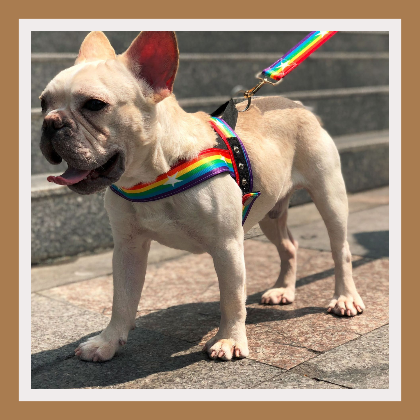 Rainbow Cool Dog Chain & Leash Set