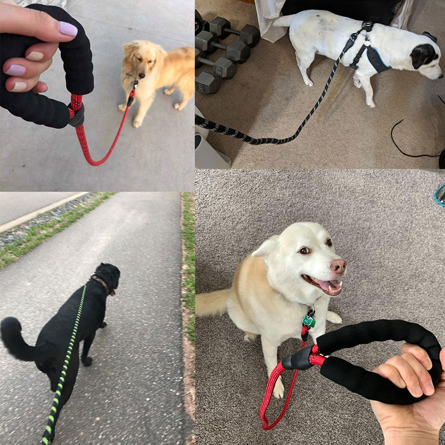 Luminous Dog Leash