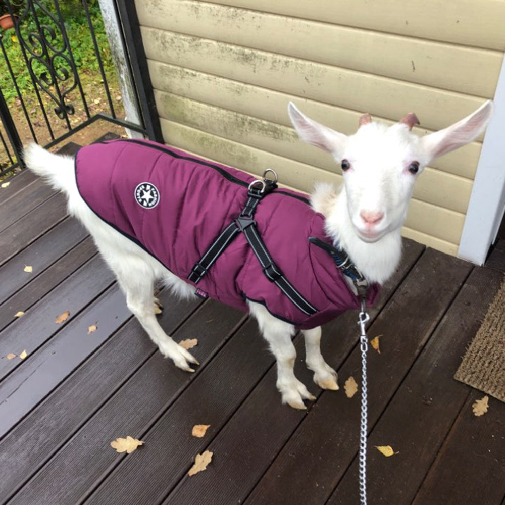 Waterproof Winter Dog Coat with Built-In Harness