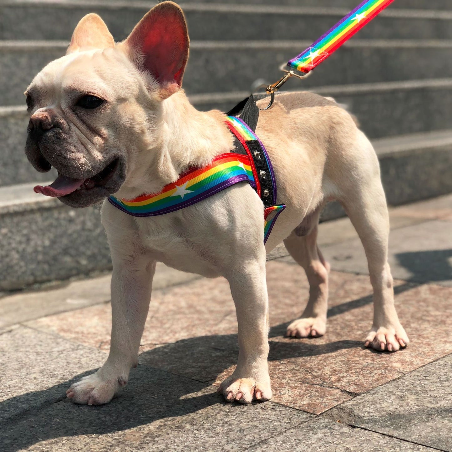 Rainbow Cool Dog Chain & Leash Set