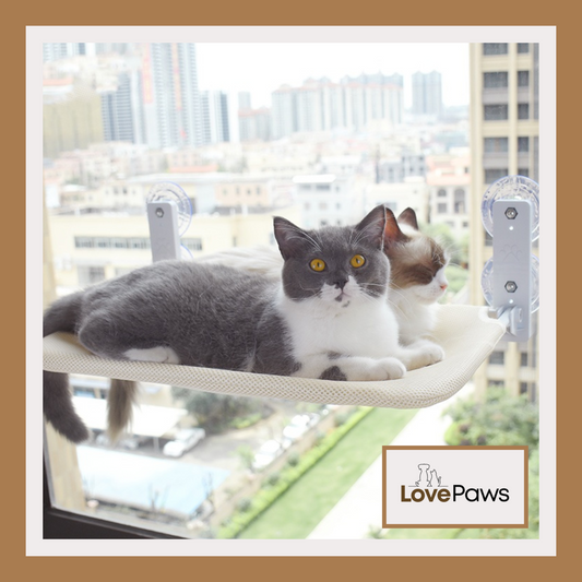 Cat Suction Cup Window Hammock