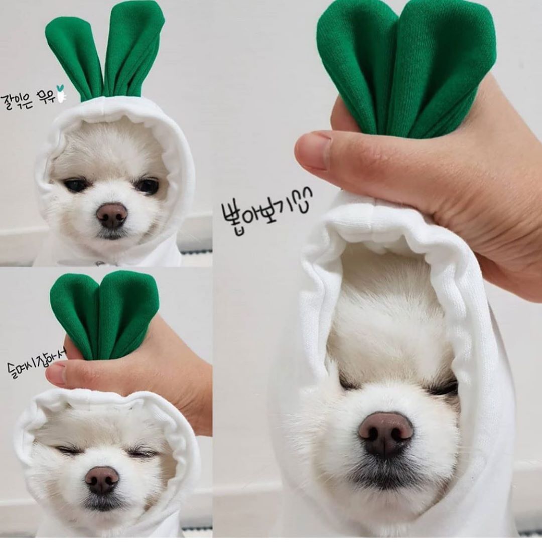 Cute Dog Hoodie