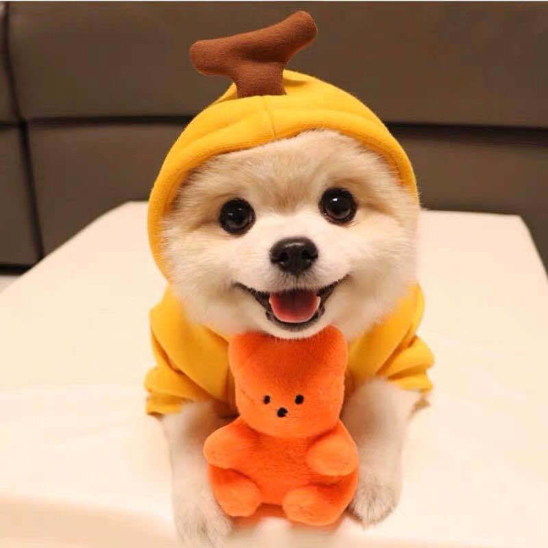 Cute Dog Hoodie
