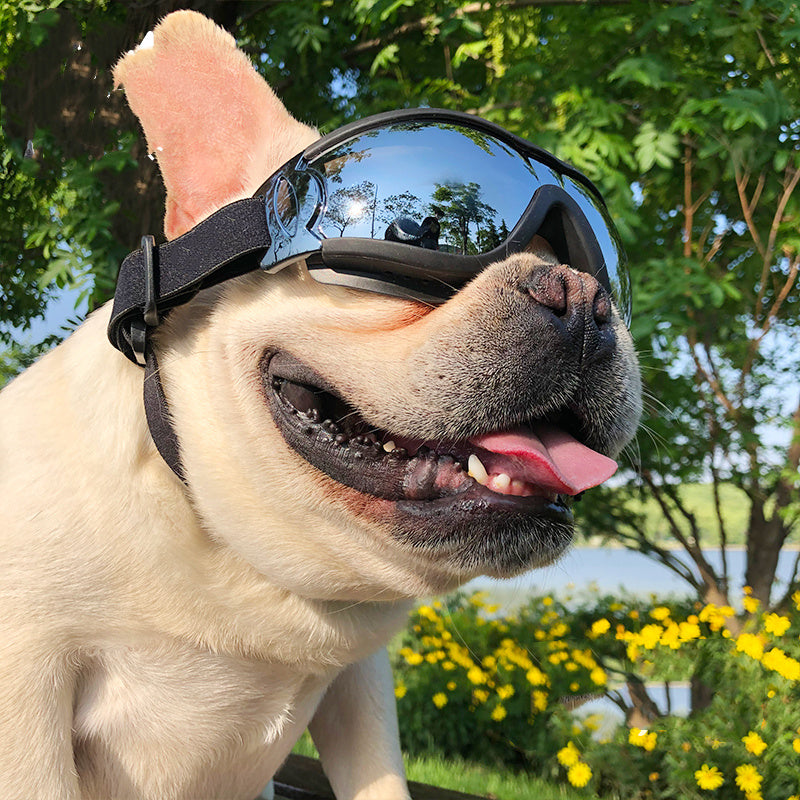 Pet Windproof Sunglasses